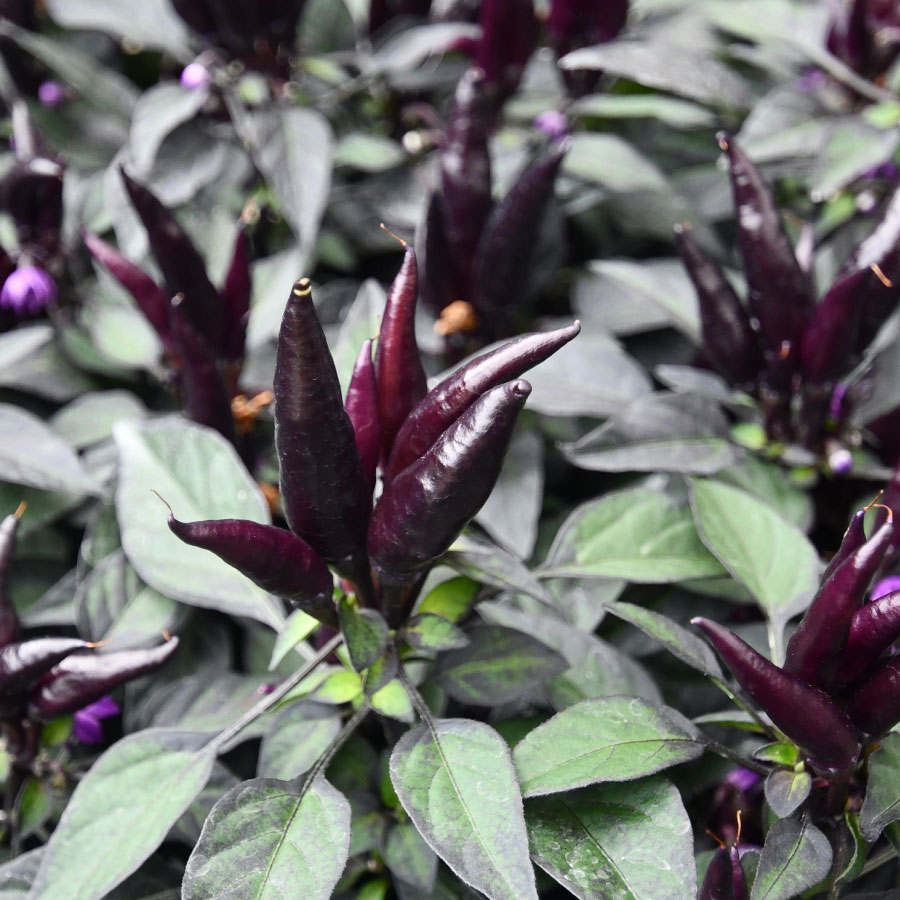 ゲブラナガトヨさん 観賞用トウガラシ 悪魔の爪 3.5号ポット苗 選べるポット数 1ポット 3ポット 寄せ植え カラーリーフ 花壇に 花 ガーデニング 3ポットセットのサムネイル