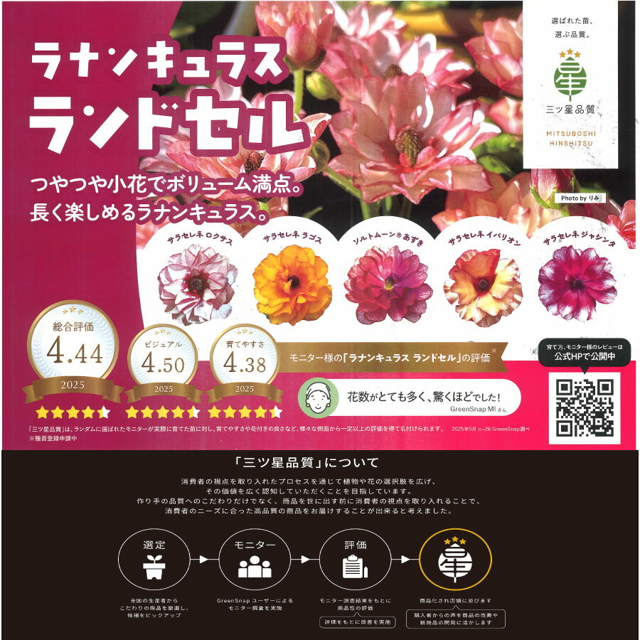 ラナンキュラス ランドセル 3.5号ポット苗 【2025年12月入荷】 三ツ星品質 サラセレネ ロクサス ラゴス ソルトムーン あずき イバリオン ジャシンタ 庭植え 鉢植え ラックス 苗 豊明市場