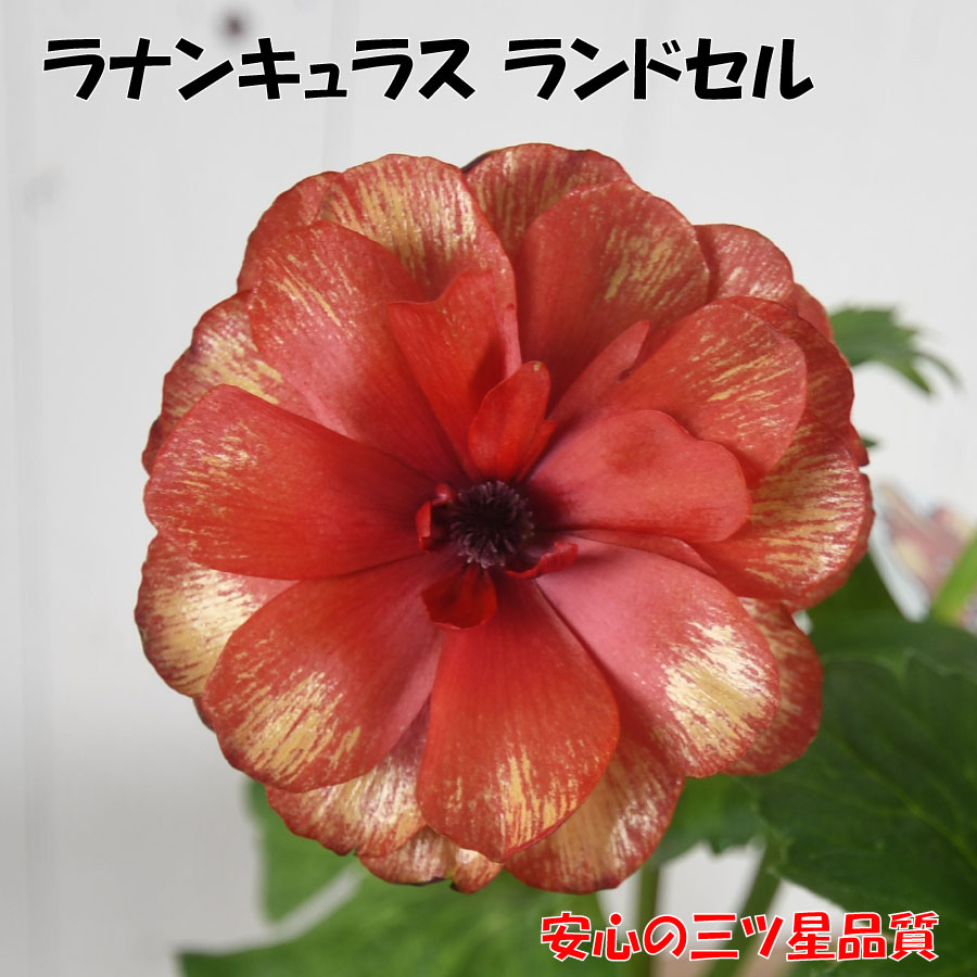 ラナンキュラス ランドセル 3.5号ポット苗 【2025年12月入荷】 三ツ星品質 サラセレネ ロクサス ラゴス ソルトムーン あずき イバリオン ジャシンタ 庭植え 鉢植え ラックス 苗 豊明市場