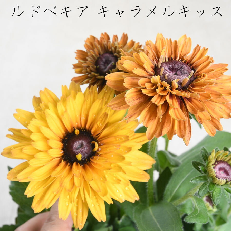 ルドベキア キャラメルキッス 花色選べる 3.5号ポット苗 宿根草 イエロー オレンジのサムネイル