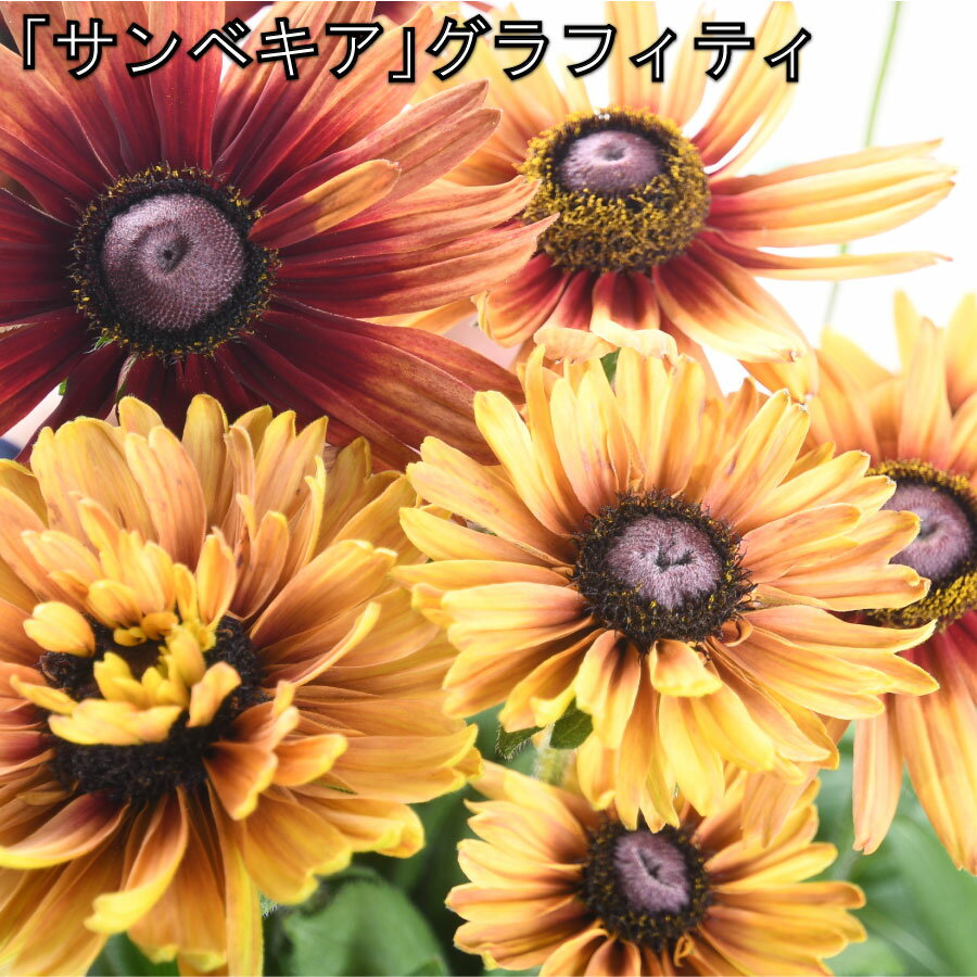 ルドベキア サンベキア グラフィティ 6号鉢 【送料無料】 ピーチ スカーレット チェリー 暑さに強い 花が大きい 宿根草 アンティークカラー 夏の花 ルドベキアのサムネイル