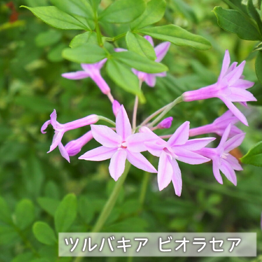 樂天商城 - 丈夫な球根植物 ツルバキア ビオラセア アルバ ピンク花 白花 可愛い小花が咲き誇る 球根植物