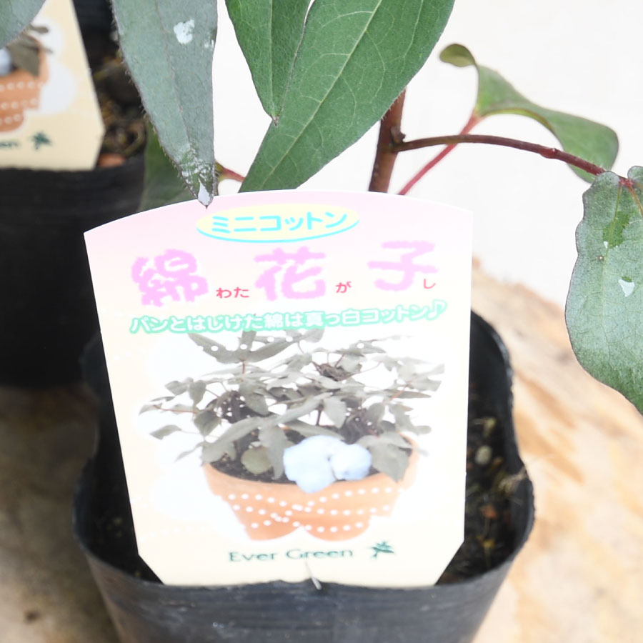 ミニコットン 綿花子 綿の花 3号ポット苗 白い花 実がなる 飾りつけに 夏の花のサムネイル