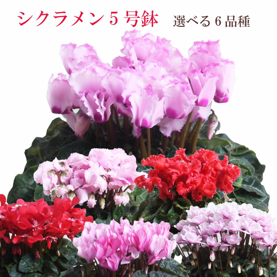 変わり咲き 選べるシクラメン 鉢植え ギフト 5号鉢 花の ギフト プレゼント お歳暮 クリスマス お正月 フラワーギフトのサムネイル
