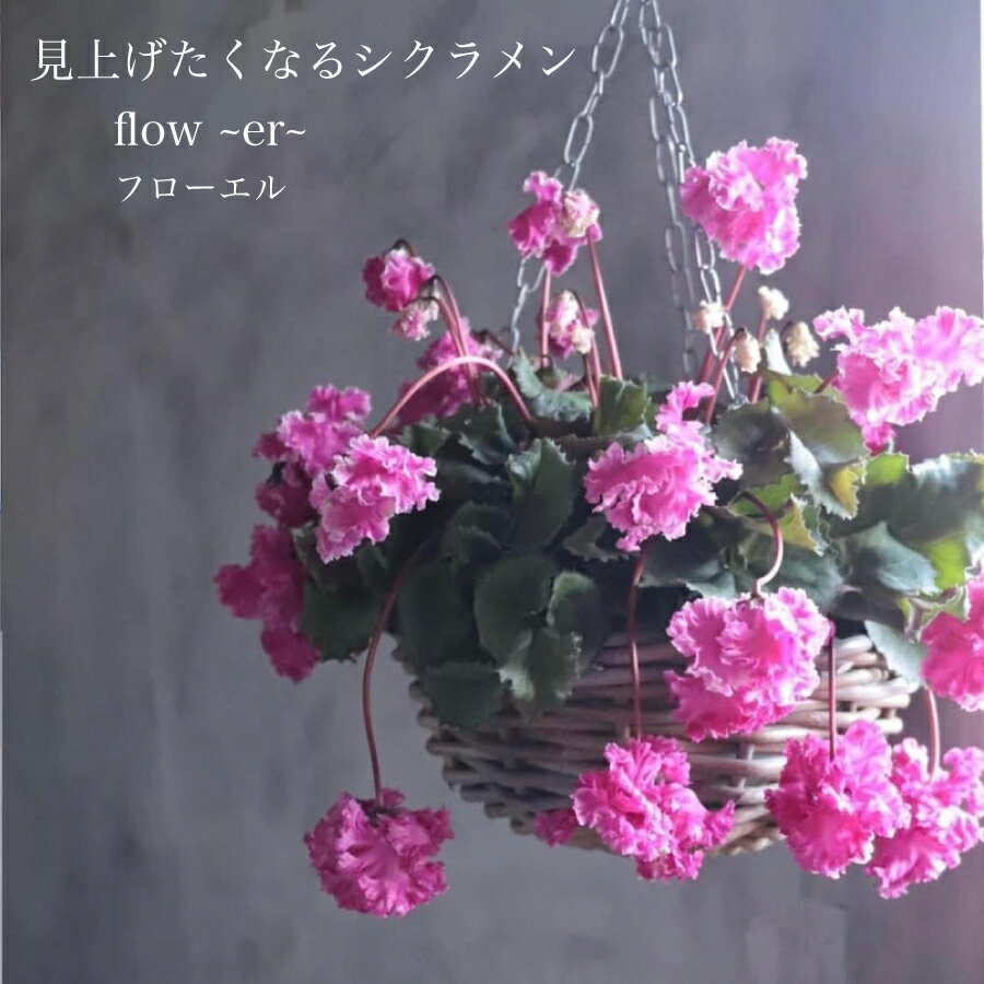 【訳アリ売り尽くし品！】選べる現品 シクラメン フローエル 5号鉢 吊り鉢 枝垂れるシクラメン ハンギング 見上げたくなるシクラメン 鉢植え ギフト 希少な新品種 ピンク系 プレゼント 林園芸のサムネイル