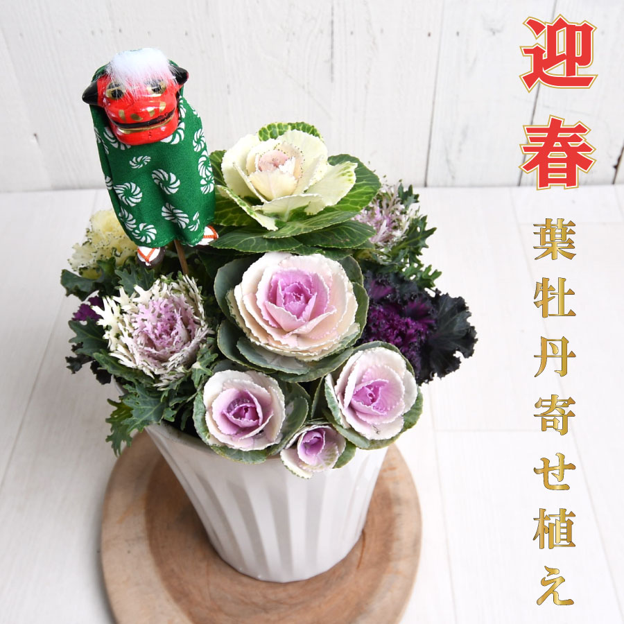 葉牡丹 迎春寄せ植え 獅子舞ピック付き 迎春コンテナガーデン お正月 玄関飾りのサムネイル