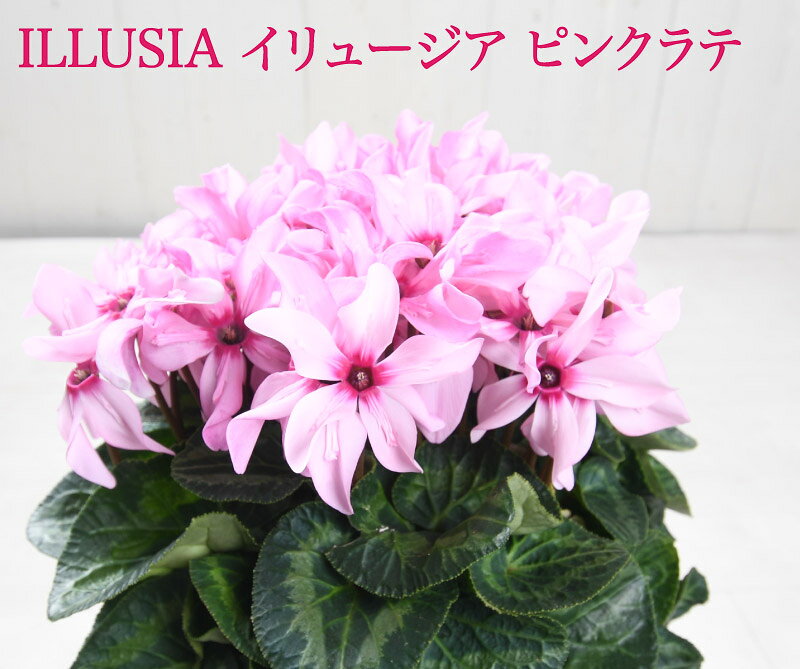 新品種 シクラメン イリュージア ピンクラテ 5号 数量限定 鉢植え 上向きに花が咲く ギフト プレゼント お歳暮 クリスマス フラワーギフト 話題の品種のサムネイル