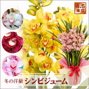 シンビジューム 花色選べる豪華洋ラン 4-5本立 シンビジューム鉢植え 冬のフラワーギフト 誕生日プレゼント 開店祝い 送料無料 【同梱不可】