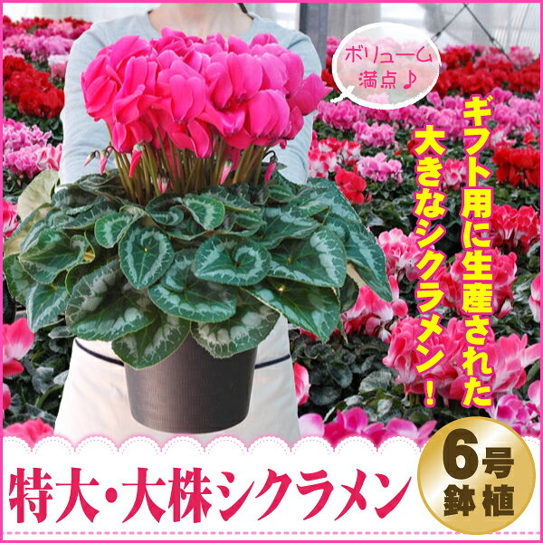 FleurTown吉本花城園