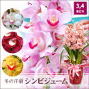 シンビジューム!花色選べる豪華洋ラン3-4本立 シンビジューム鉢植え冬のフラワーギフト!誕生日プレゼントや開店祝いに●送料無料11月末から発送【同梱不可】