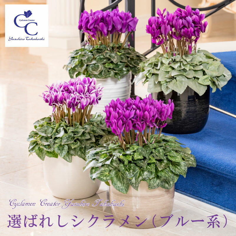 プレゼント】園芸種シクラメンおすすめ人気品種50選【タイプ別に紹介】 | 植物のタナログ プレゼント】園芸種シクラメンおすすめ人気品種50選【タイプ別に紹介】 | 植物のタナログ