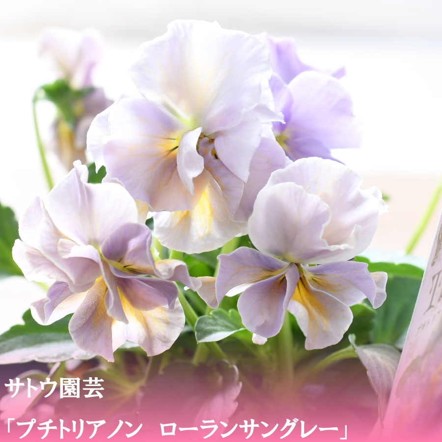 プチトリアノン ローランサングレー 【11月12日20時より販売】 サトウ園芸 10.5cm 硬質ポット苗 フリルパンジー ビオラ 佐藤園芸 新品種 八重咲きのサムネイル