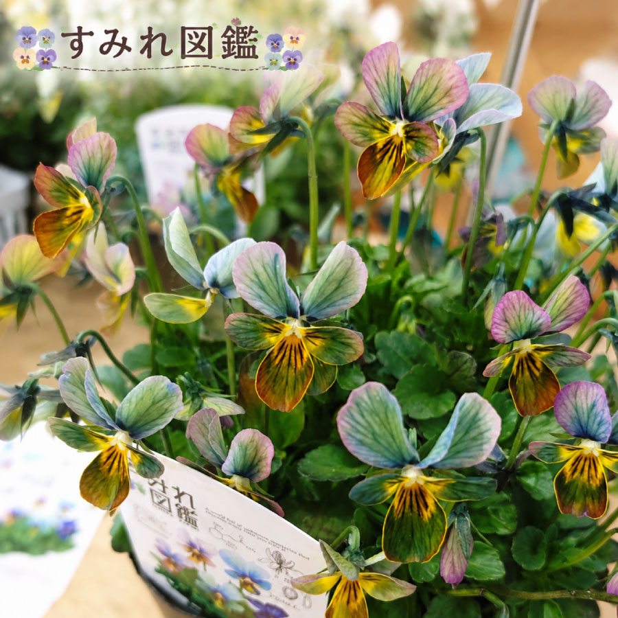 楽天市場】パンダスミレの通販