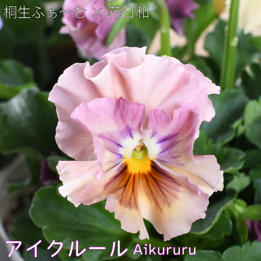 パンジー ビオラ アイクルール 桐生ふぁ～むさん 花日和さん 共同開発 フリル咲き 3.5号ポット苗 花苗 ガーデニング 冬の花 寄せ植えのサムネイル