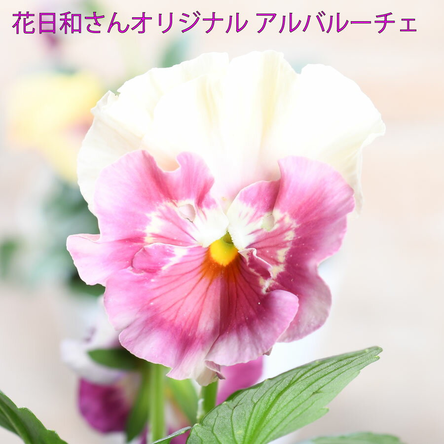 花日和さん オリジナル アルバルーチェ パンジー ビオラ ビーコン咲き 3.5号ポット苗 花苗 ガーデニング 冬の花 寄せ植えのサムネイル