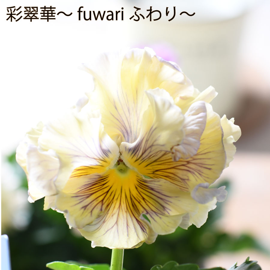 パンジー 彩翠華 さいすいか fuwari ふわり 【10月...