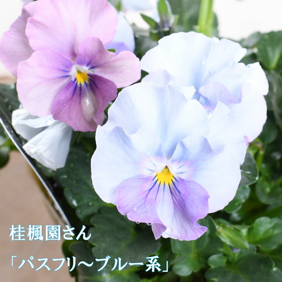 商品画像3