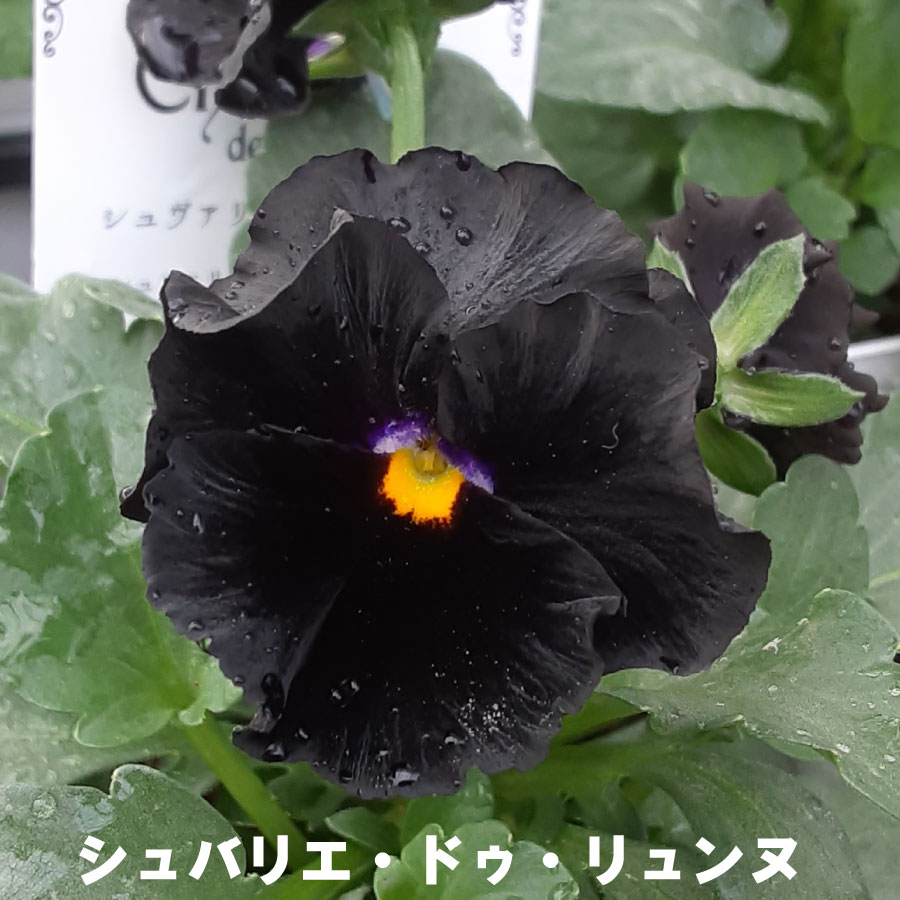 パンジー シュヴァリエ ドゥ リュンヌ 【11月27日20時より販売】 サトウ園芸 10.5cm 硬質ポット苗 佐藤園芸 ガーデニング 冬の苗 ブラック 黒のサムネイル