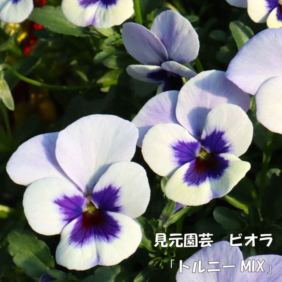 見元園芸 新品種 トルニー 【12月上旬から発送】 3.5号ポット苗 プレミアムビオラ 冬の花 ガーデニングに パンジー オリジナルのサムネイル