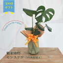 父の日 ギフト モンステラ 鉢植え 4号鉢 角鉢 無料ラッピング プレゼント 観葉植物 2025