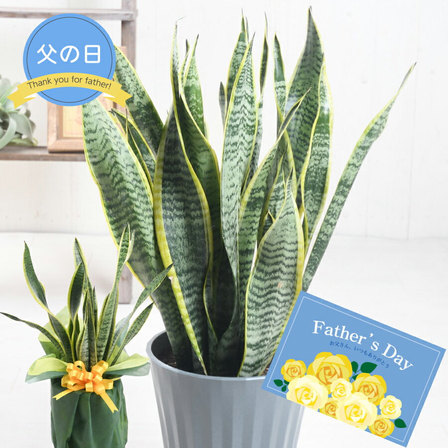 父の日 ギフト プレゼント 観葉植物