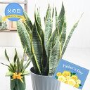 父の日 ギフト プレゼント 観葉植物 サンスベリア鉢植え 6号鉢 サンセベリア トラノオ 無料ラッピング 2025