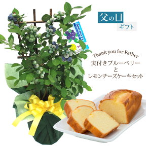 父の日 ギフト プレゼント 植物 花 実付きブルーベリー鉢植えとレモンチーズケーキセット 2023