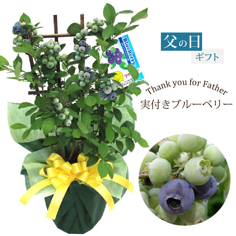 父の日 実付きブルーベリー鉢植え