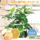 父の日 ギフト プレゼント コーヒーの木鉢植えと瀬戸田レモンケーキセット 4号鉢 島ごころ 植物 観葉植物 コーヒー インテリアグリーン 無料ラッピング 202...