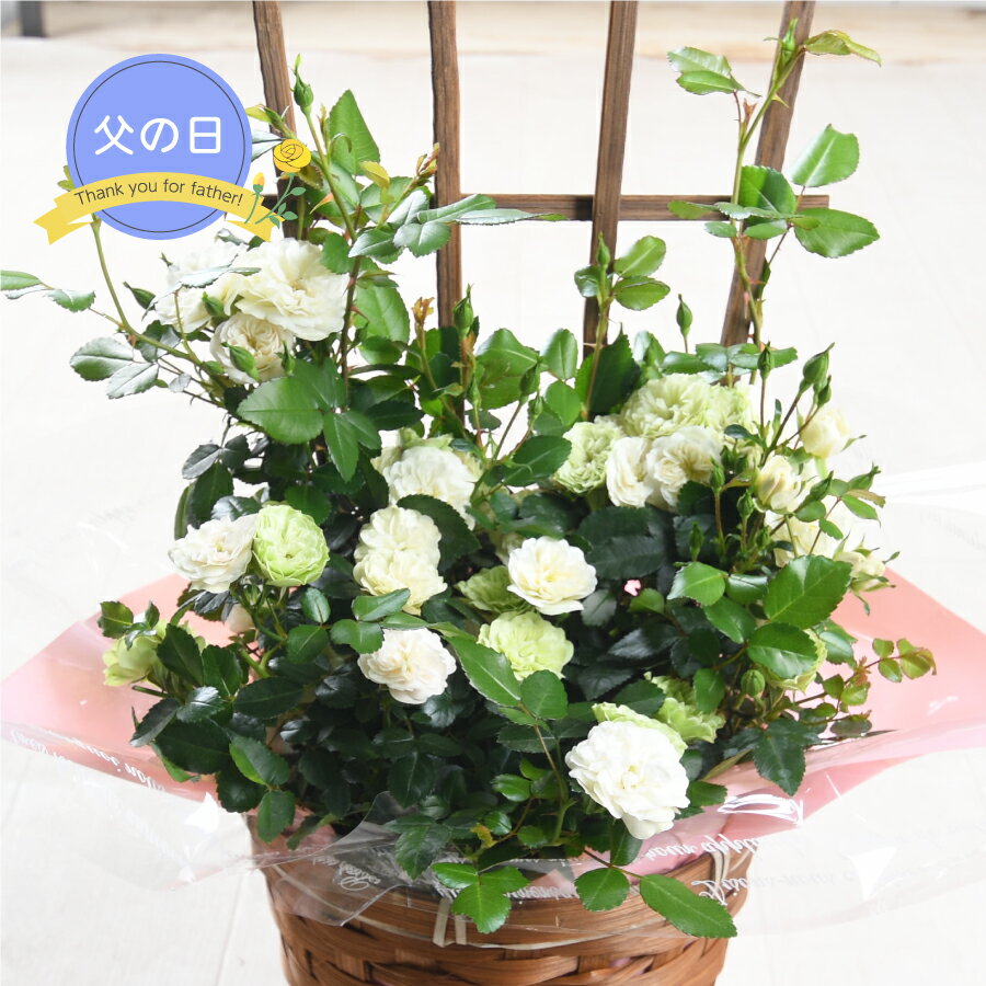 父の日 ギフト プレゼント バラ グリーンアイス 6号 鉢植え 薔薇 植物 花 グリーン 司ガーデン 2026 吉本花城園