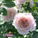 【予約品】 特選 バラ苗 タフタ ローズ・ドゥ・メルスリー 河本バラ園 四季咲き ピンク 中輪 中香 バラ 6号 2025年11月下旬以降発送(4)
