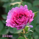 【予約品】 特選 バラ苗 シェエラザード ロサオリエンティス 四季咲き ピンク 中輪 強香 バラ 6号 2025年11月下旬以降発送