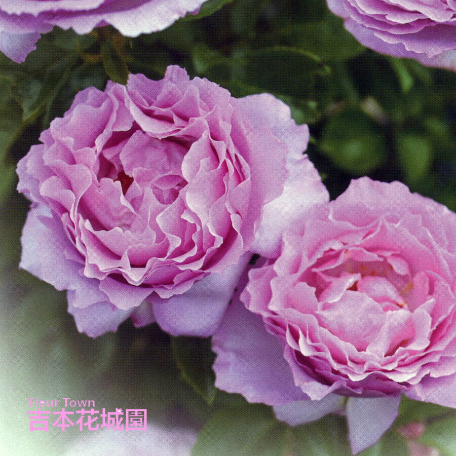 【ご予約品 春の新苗】 特選 バラ苗 アレキサンドラ・ダビッド・ニール アレキサンドラダビッドニール デルバール ローズ 春 新苗 スヴニール・ダムール ばら バラ 薔薇 4号ポット 苗のサムネイル