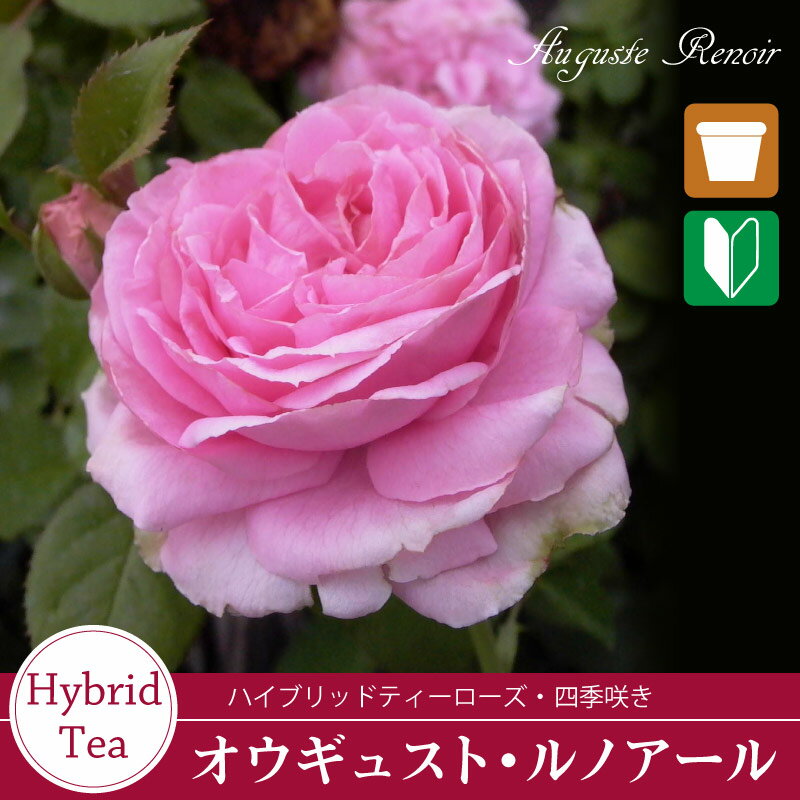 2年生バラ苗 オウギュストルノアール （ピンク） ハイブリッドティー ローズ 2年生大苗 バラ 薔薇 ばら