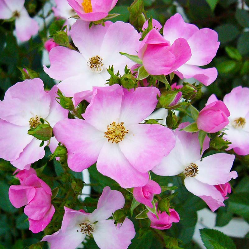 2年生バラ苗 バレリーナ （ピンク） ツルバラ シュラブ クライミング ローズ 2年生大苗 つる バラ 薔薇 ばら - Fleur Town　吉本花城園