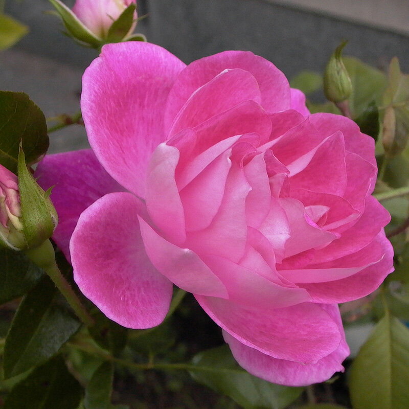 2年生バラ苗 ピンク・アイスバーグ （ピンク） ピンクアイスバーグ フロリバンダ ローズ 2年生大苗 バラ 薔薇 ばら 【ご予約品 2023年11月中旬より順次お届け】のサムネイル