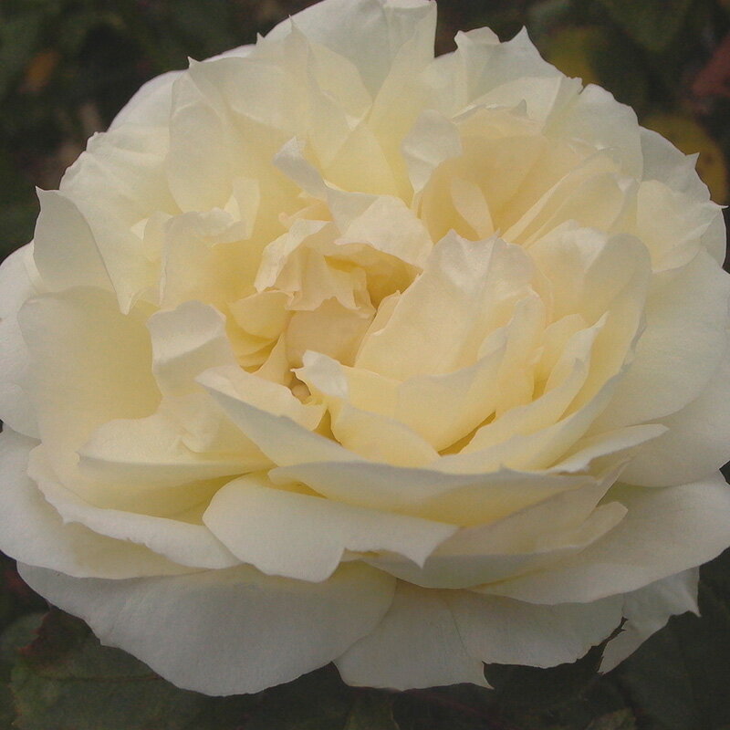 2年生バラ苗 チャイコフスキー （白） ハイブリッドティー ローズ 2年生大苗 バラ 薔薇 ばら