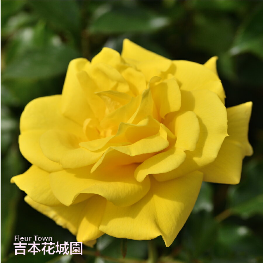 商品画像2