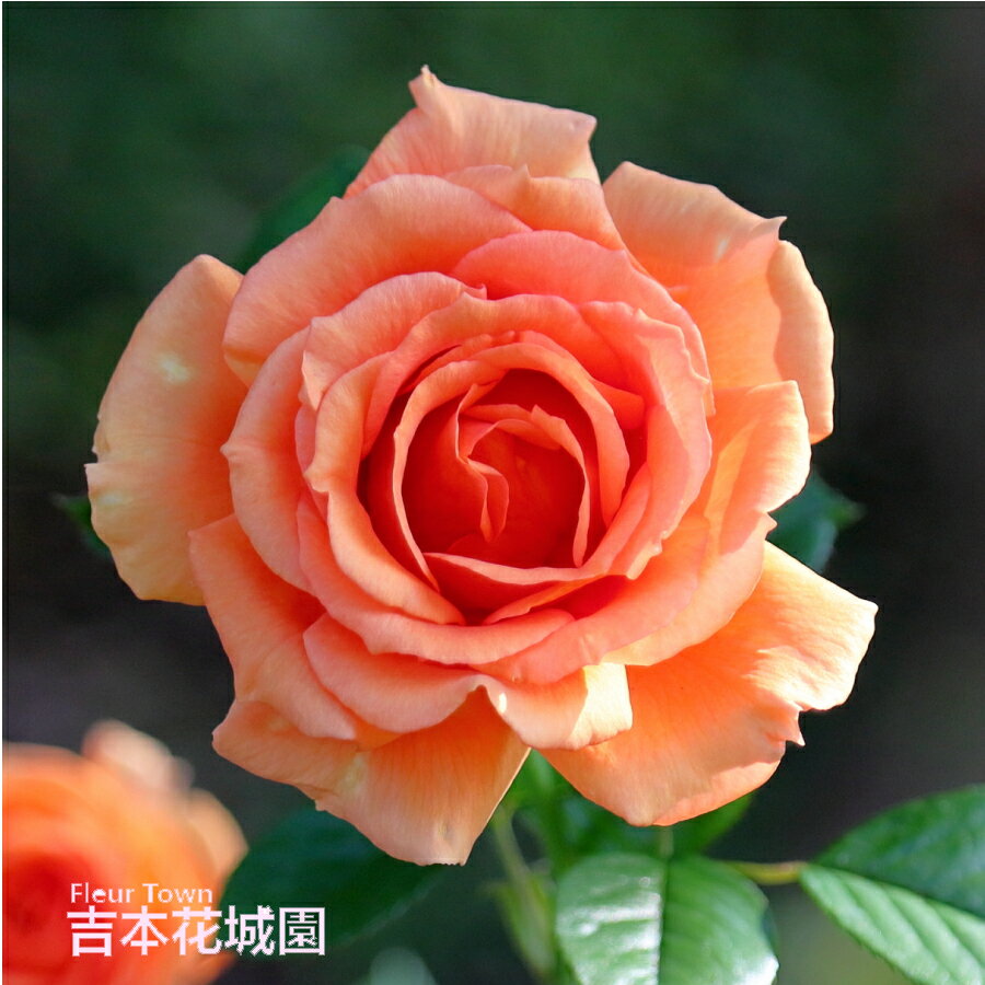 バラ苗 アシュラム ハイブリッドティー ローズ 橙系 2年生 大苗 バラ 薔薇 ばら 3本以上で送料無料