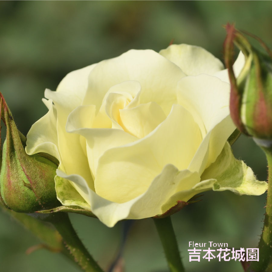 商品画像2