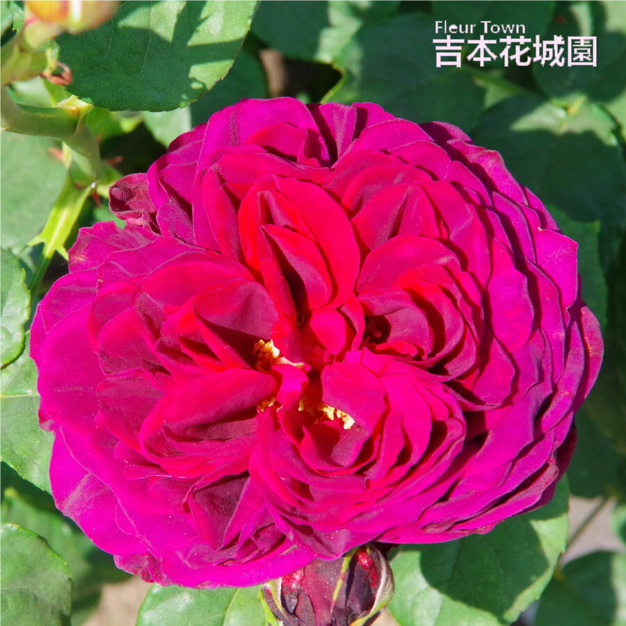 商品画像3