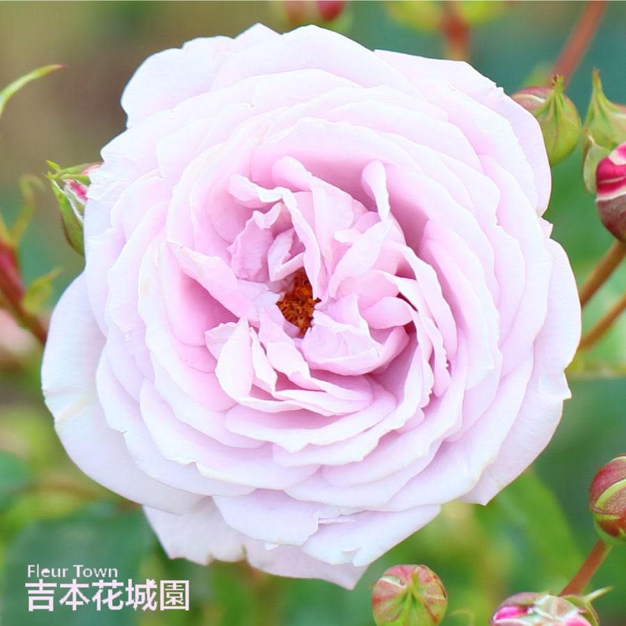 2年生バラ苗 グレッチャー （藤色 紫系） フロリバンダ ローズ 2年生大苗 バラ ばらのサムネイル