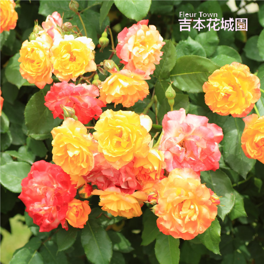 バラ苗ふれ太鼓ふれだいこツルバラク...