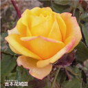 【早割予約中】 バラ苗 ゴールドメダル ハイブリッドティー ローズ 黄色系 2年生 大苗 バラ 薔薇 ばら 3本以上で送料無料