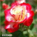 【早割予約中】 バラ苗 ダブルデライト ハイブリッドティー ローズ 複色系 2年生 大苗 バラ 薔薇 ばら 3本以上で送料無料