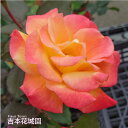 【早割予約中】 バラ苗 リオサンバ ハイブリッドティー ローズ 複色系 2年生 大苗 バラ 薔薇 ばら 3本以上で送料無料