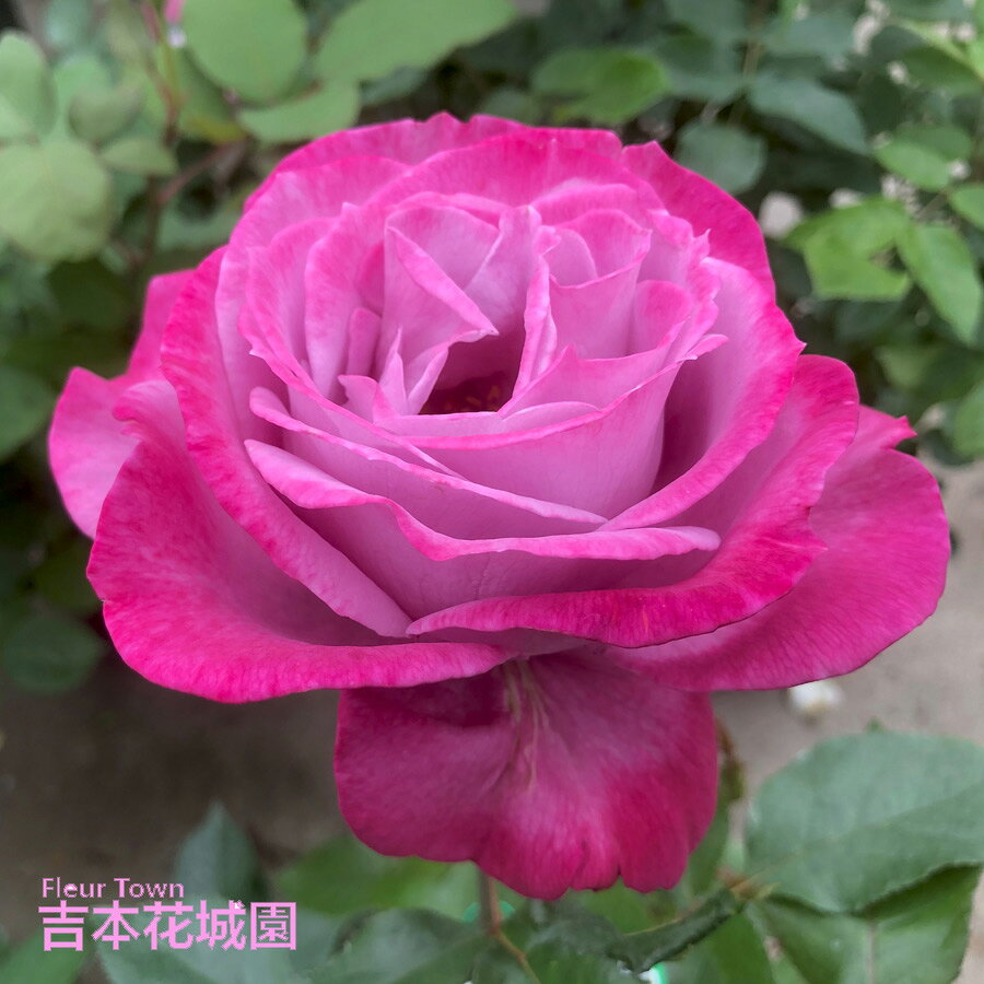 楽天市場】パープル（種類（植物）バラ）（苗物｜ガーデニング・農業
