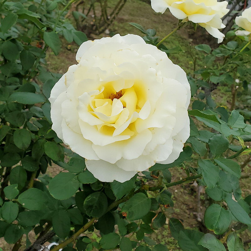 2年生バラ苗 エリナ （黄色） ハイブリッドティー ローズ 2年生大苗 バラ 薔薇 ばら