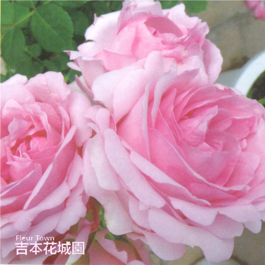 2年生バラ苗 ヒストリー （ピンク） ハイブリッドティー ローズ 2年生大苗 バラ 薔薇 ばら