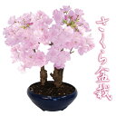 さくら盆栽 自宅でお花見楽しめる 桜 さくら 5号プラ鉢 苗木 植木 庭木 記念樹 無料ラッピング対応 プレゼント にも